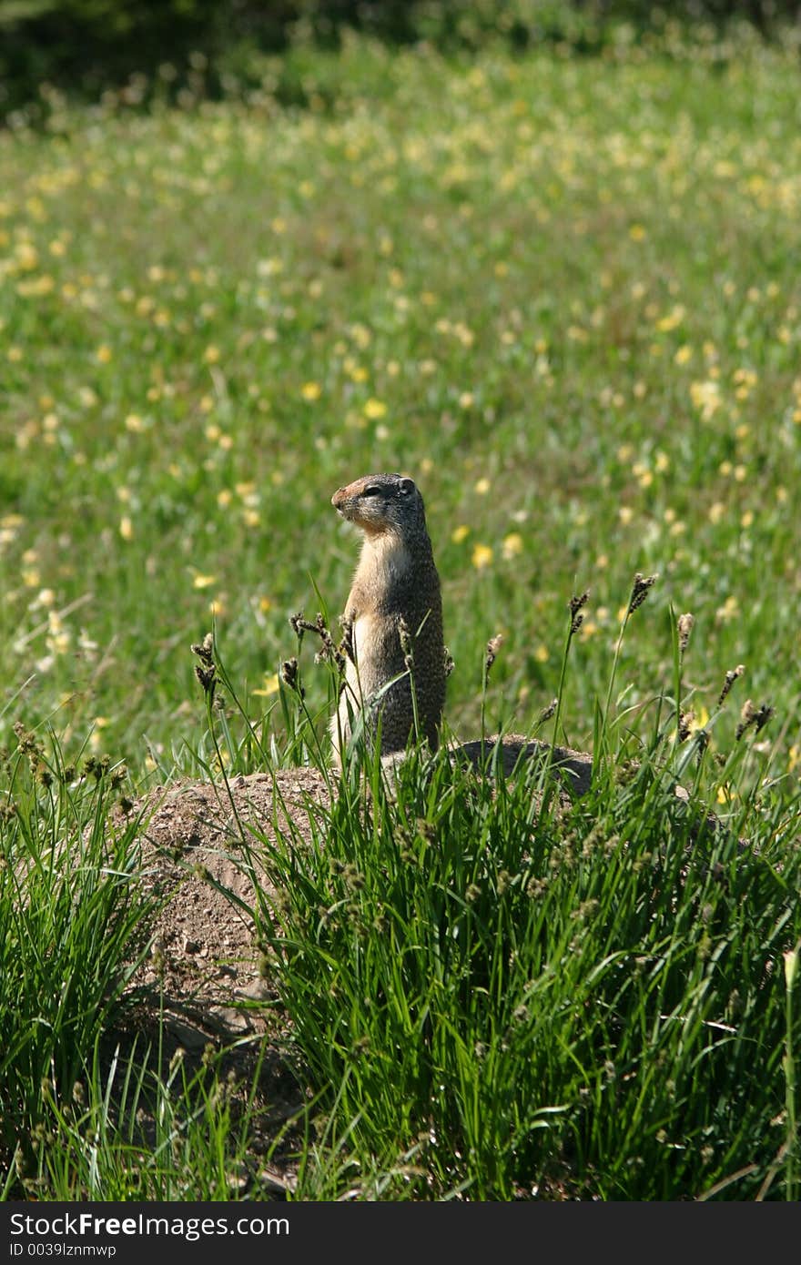 Surveying the Land