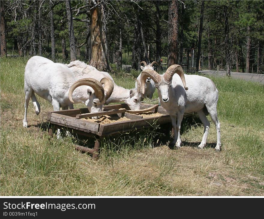 Taken during the afternoon feeding time. One ram decided to pause and pose for photographers during that time. Taken during the afternoon feeding time. One ram decided to pause and pose for photographers during that time.