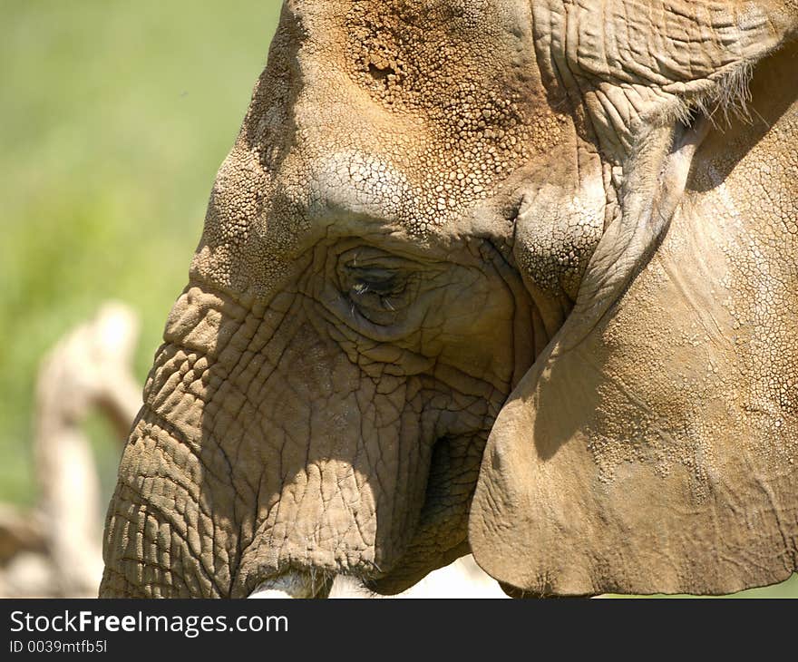 Sad looking Elephant at a zoo