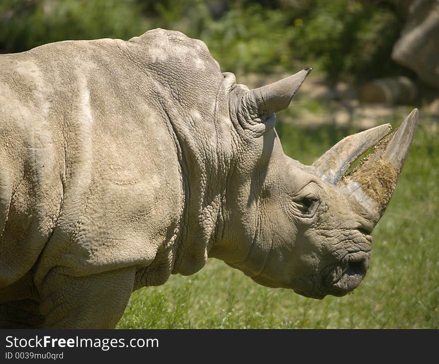 Rhino at a zoo