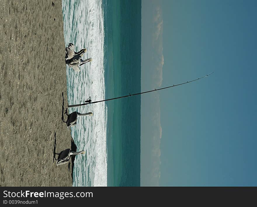 Photogrpahed pelicans by a surf fishing pole in Florida. Photogrpahed pelicans by a surf fishing pole in Florida.