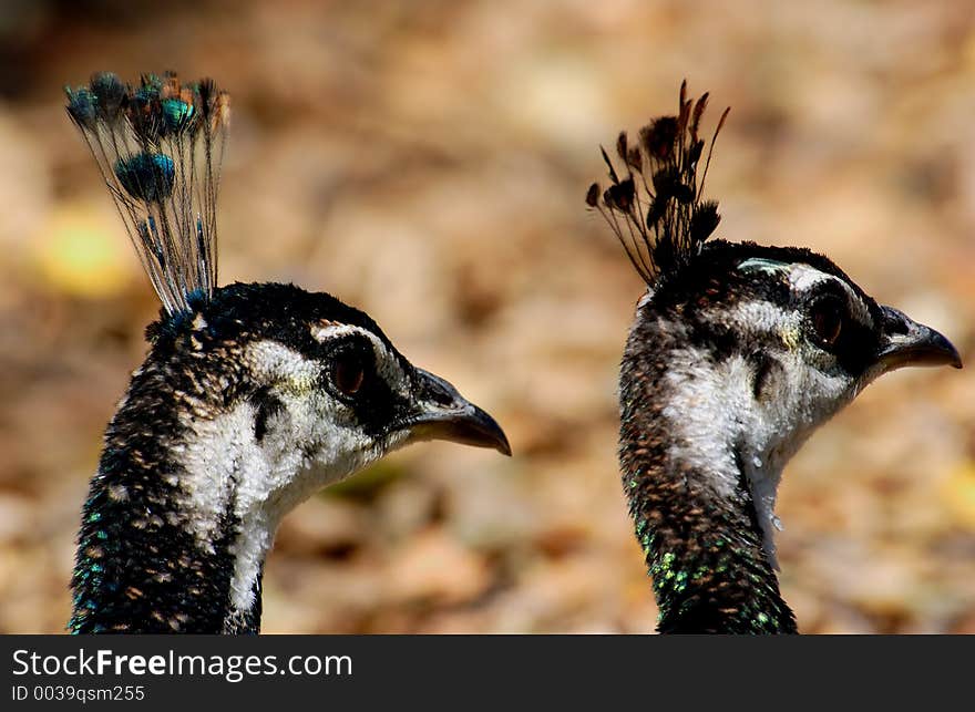 Peacocks