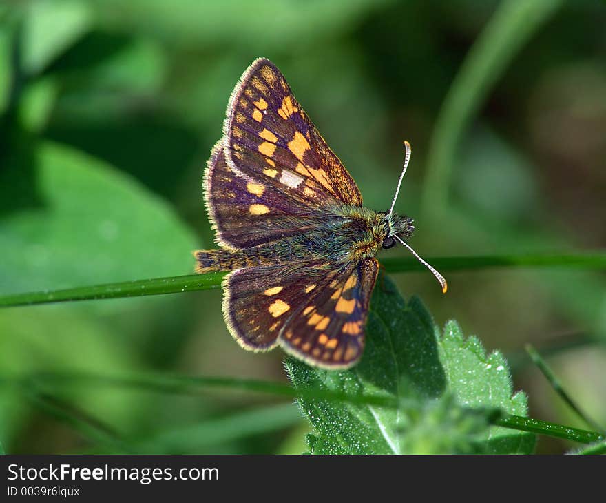 Butterfly Carterocephalus palaemon.