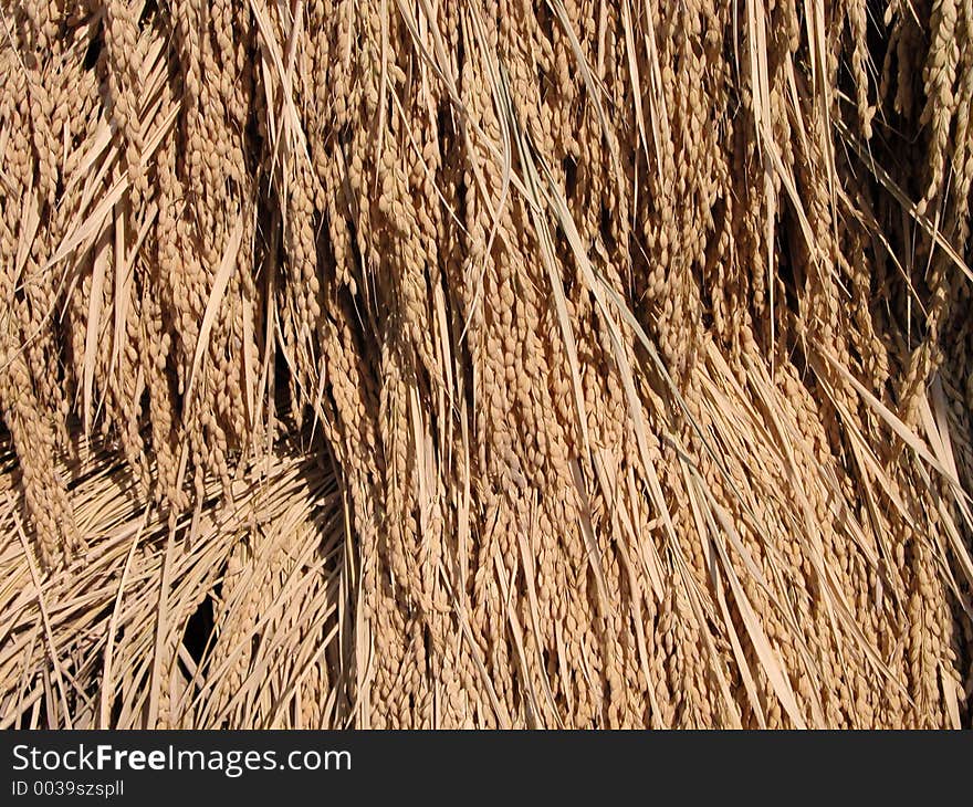 Detail of a rice stack during the drying period. Detail of a rice stack during the drying period.