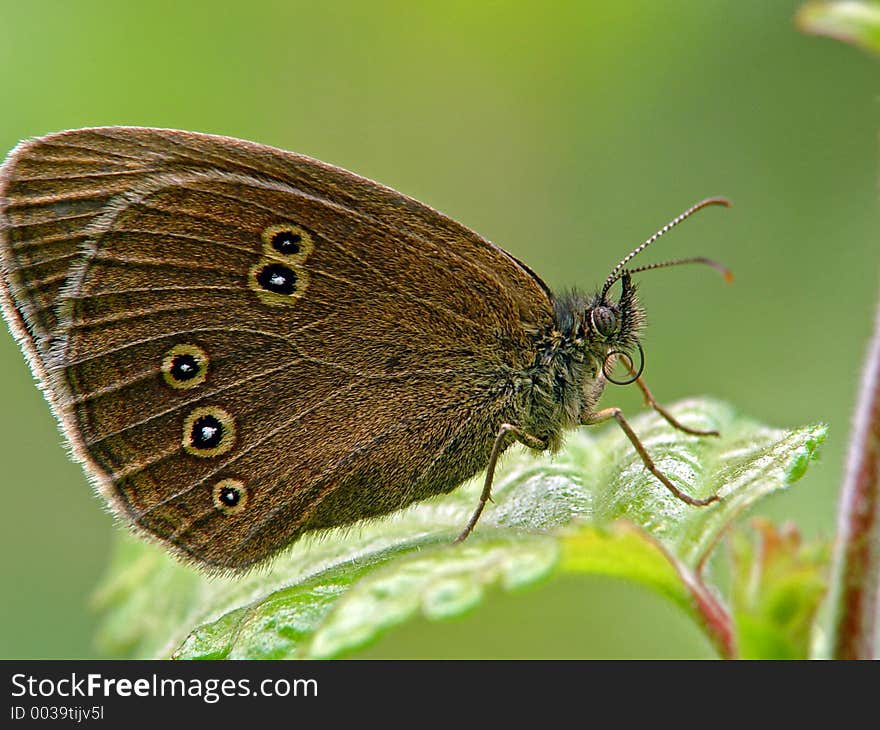 Butterfly Aphantopus Hyperantus.