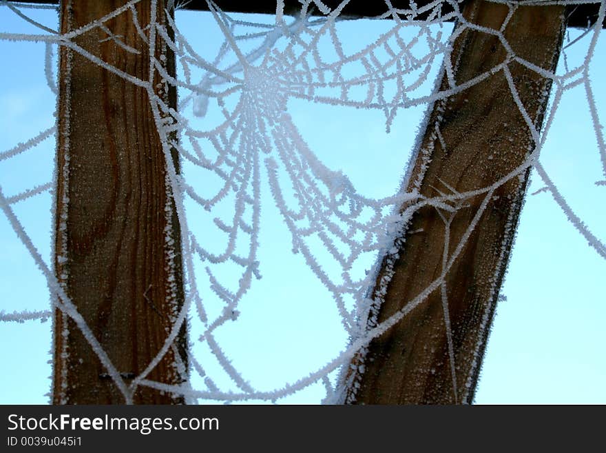 Cobweb 1