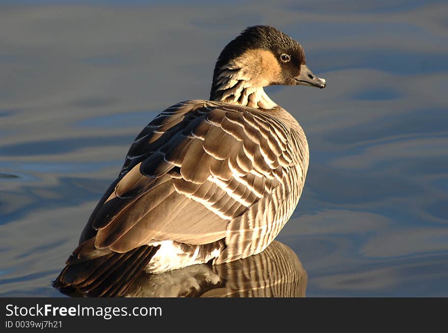 Hawaiinan Goose