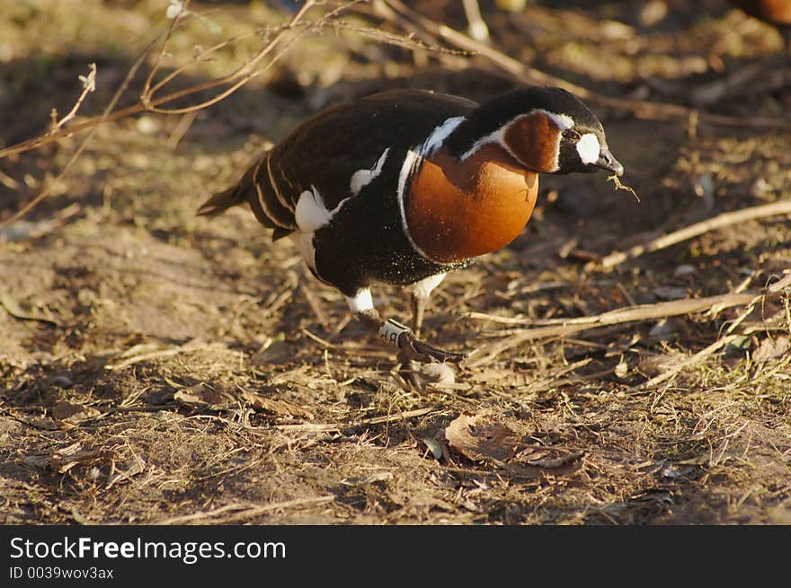 Red Breasted Goose Running