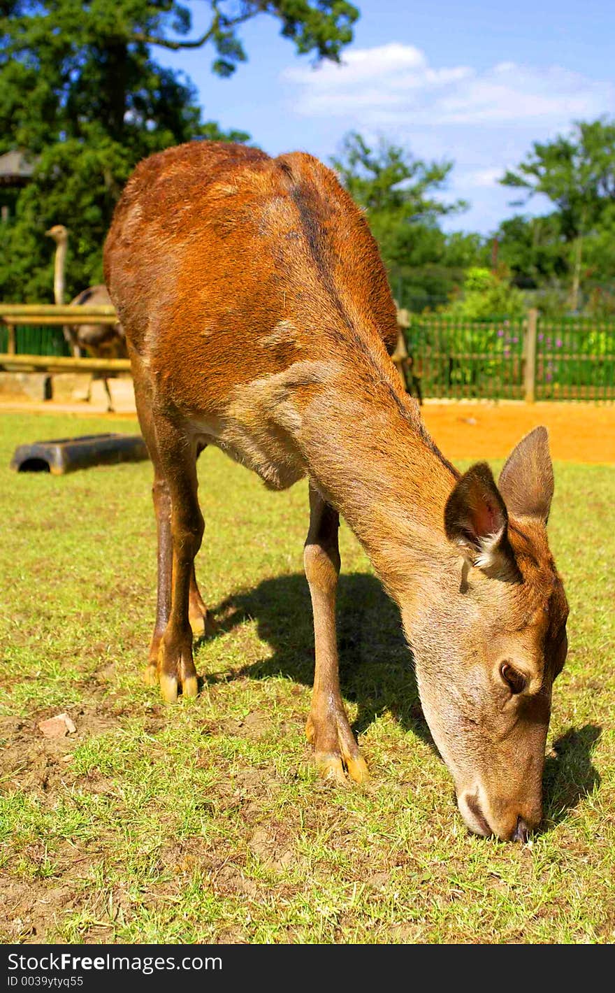 Red Deer