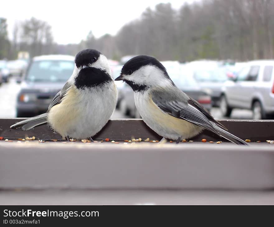 Two chickadees in front parking. Two chickadees in front parking