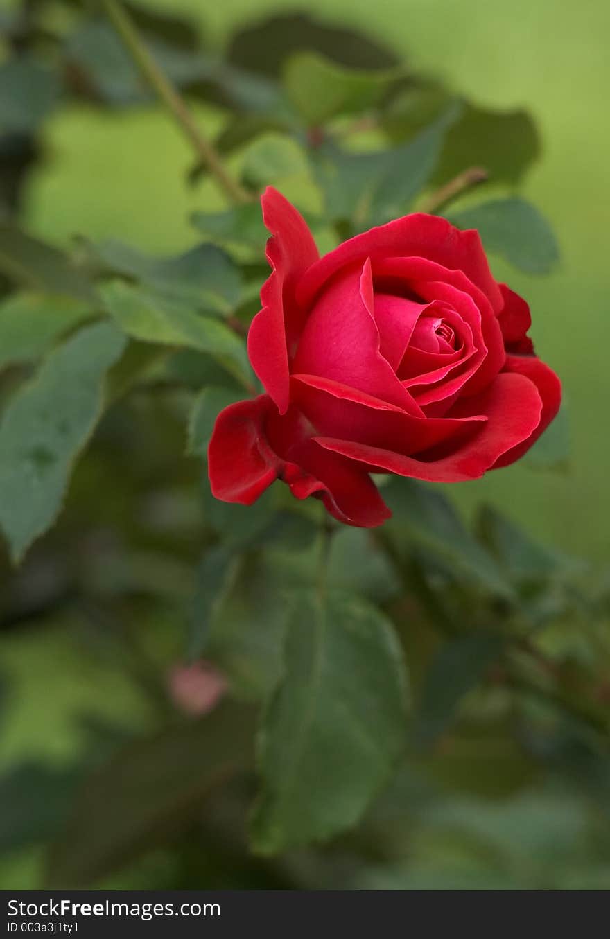 Fresh Scarlet Rose