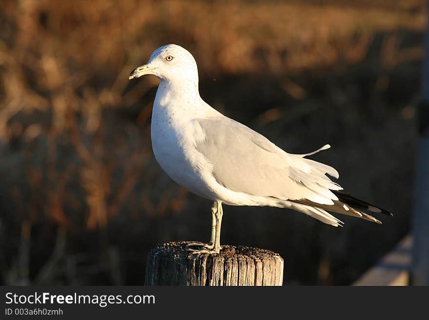 Classic Sea Gull