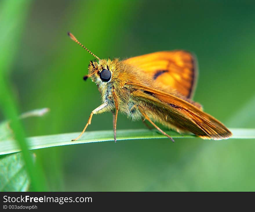 Butterfly Ochlodes venatus.