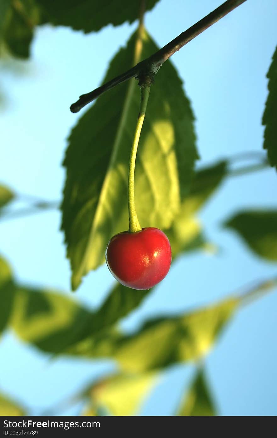 Cherry