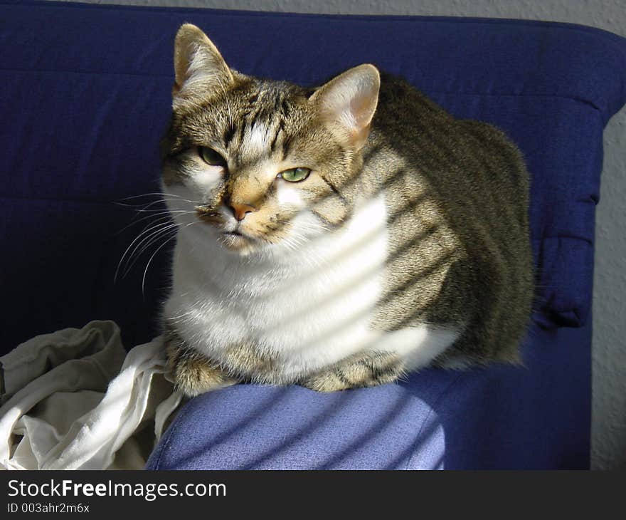 My cat on a blue sofa. My cat on a blue sofa