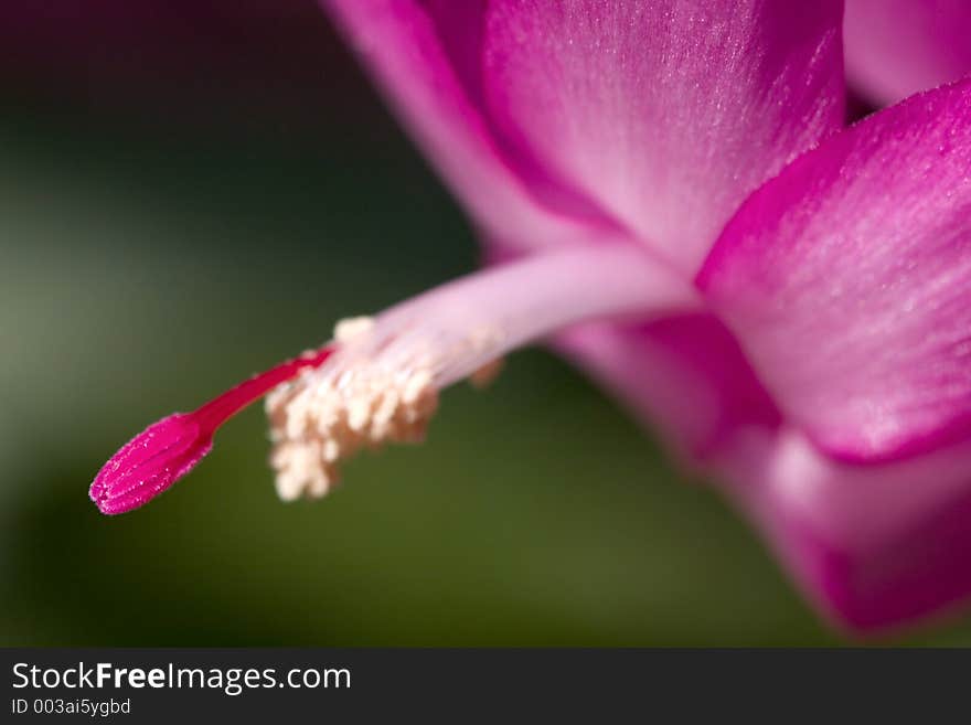 Christmas cactus