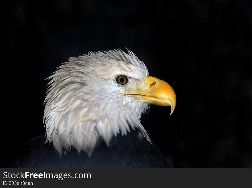 Bald Eagle in profile