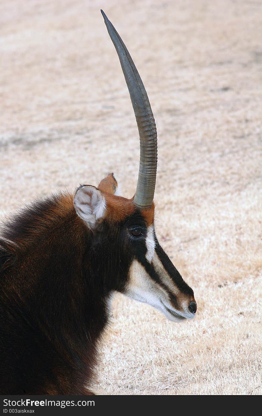 Sable Antelope