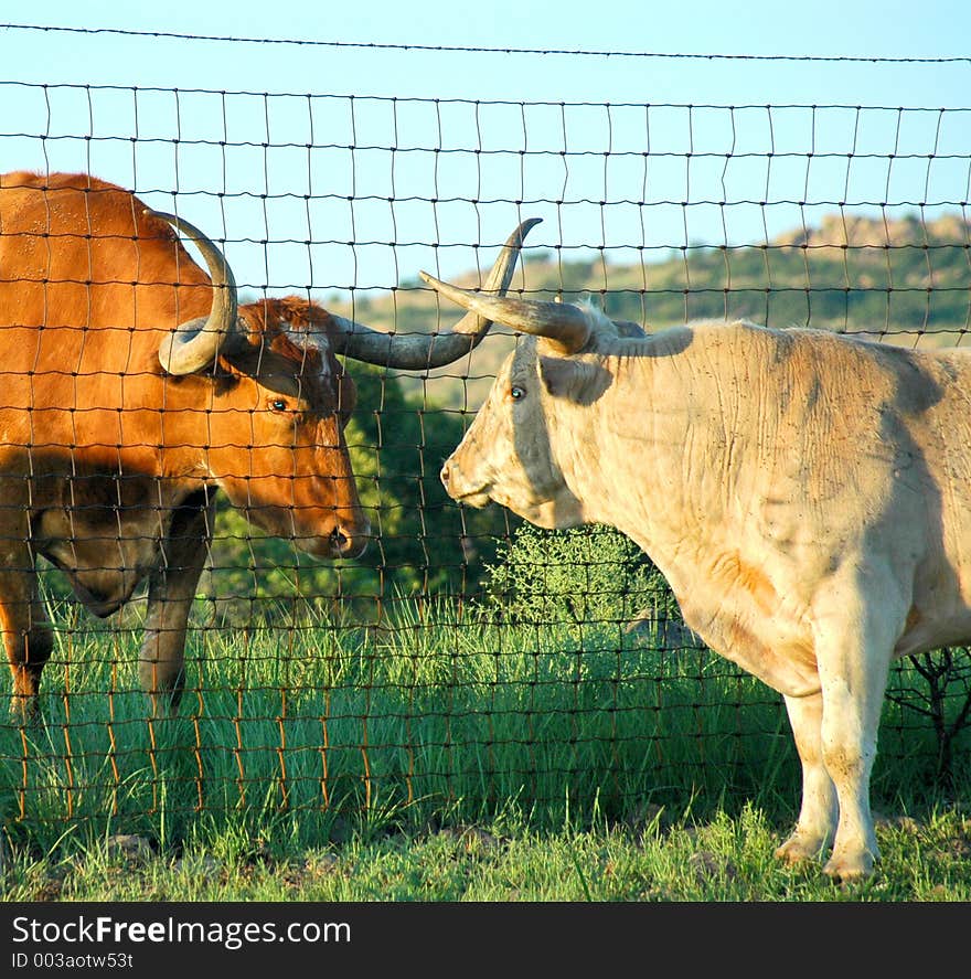 Two longhorns are seperated by fencing. Two longhorns are seperated by fencing