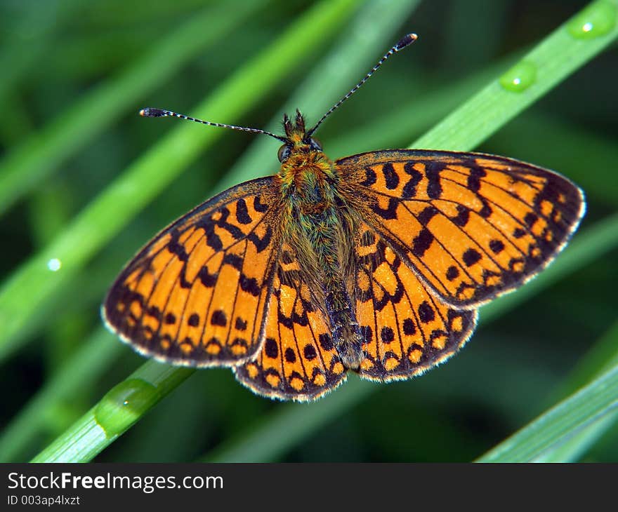 Butterfly Boloria Euphrosyne.