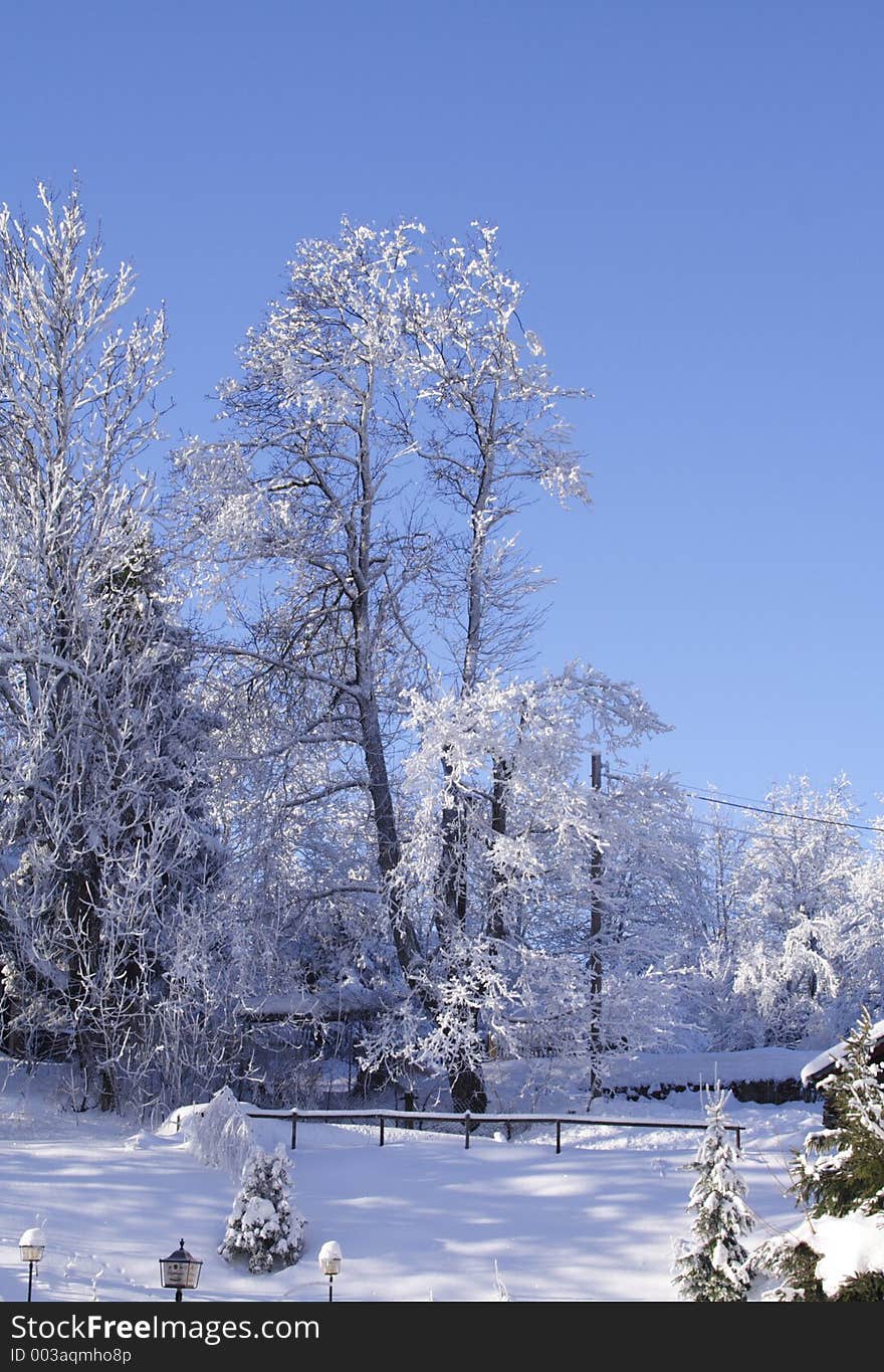 Snow Caped trees. Snow Caped trees