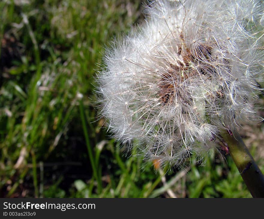 Dandelion and grass