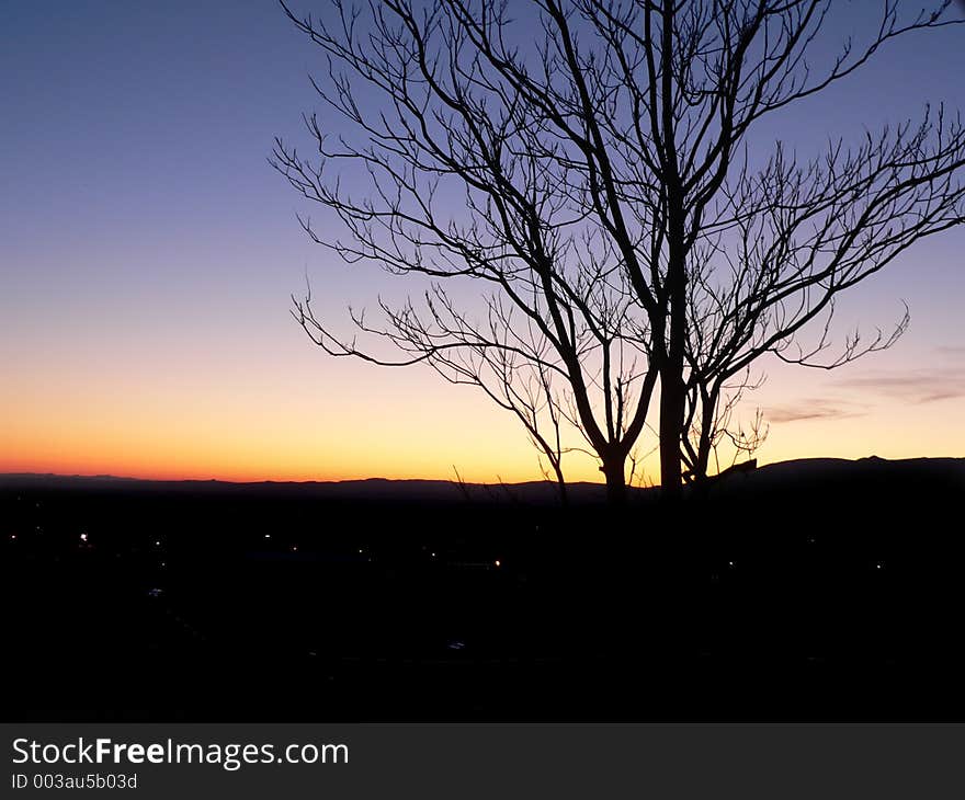 Tree In Sunset