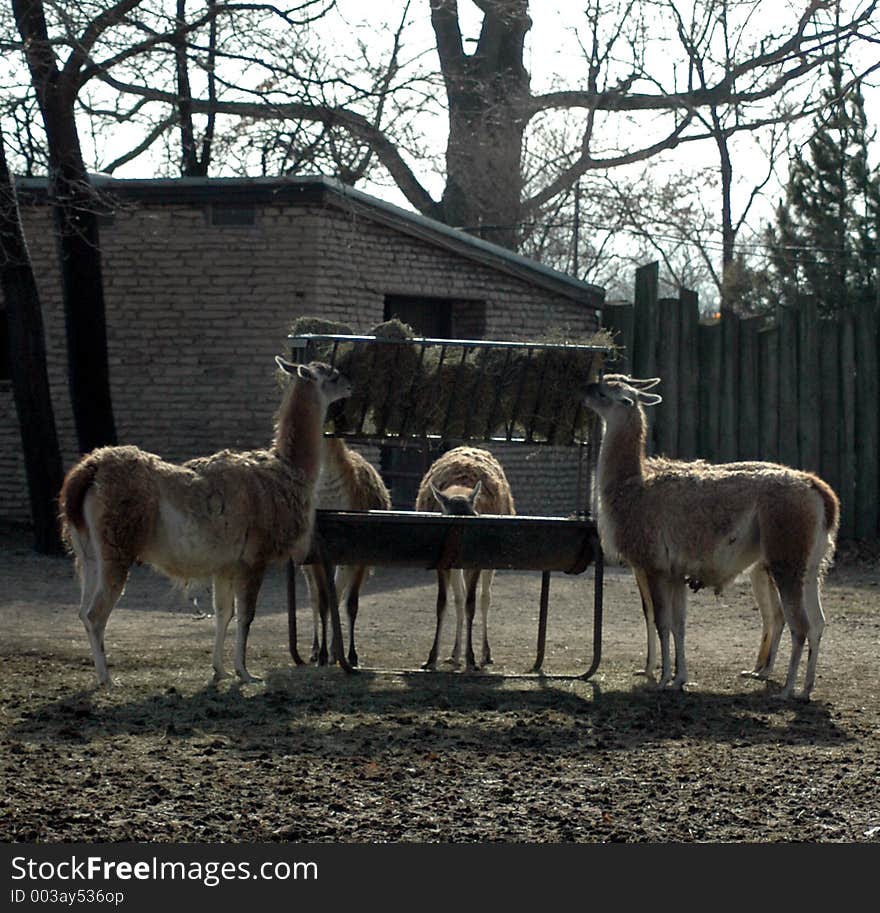 Llams eating hay. Buffalo zoo,Buffalo,New York