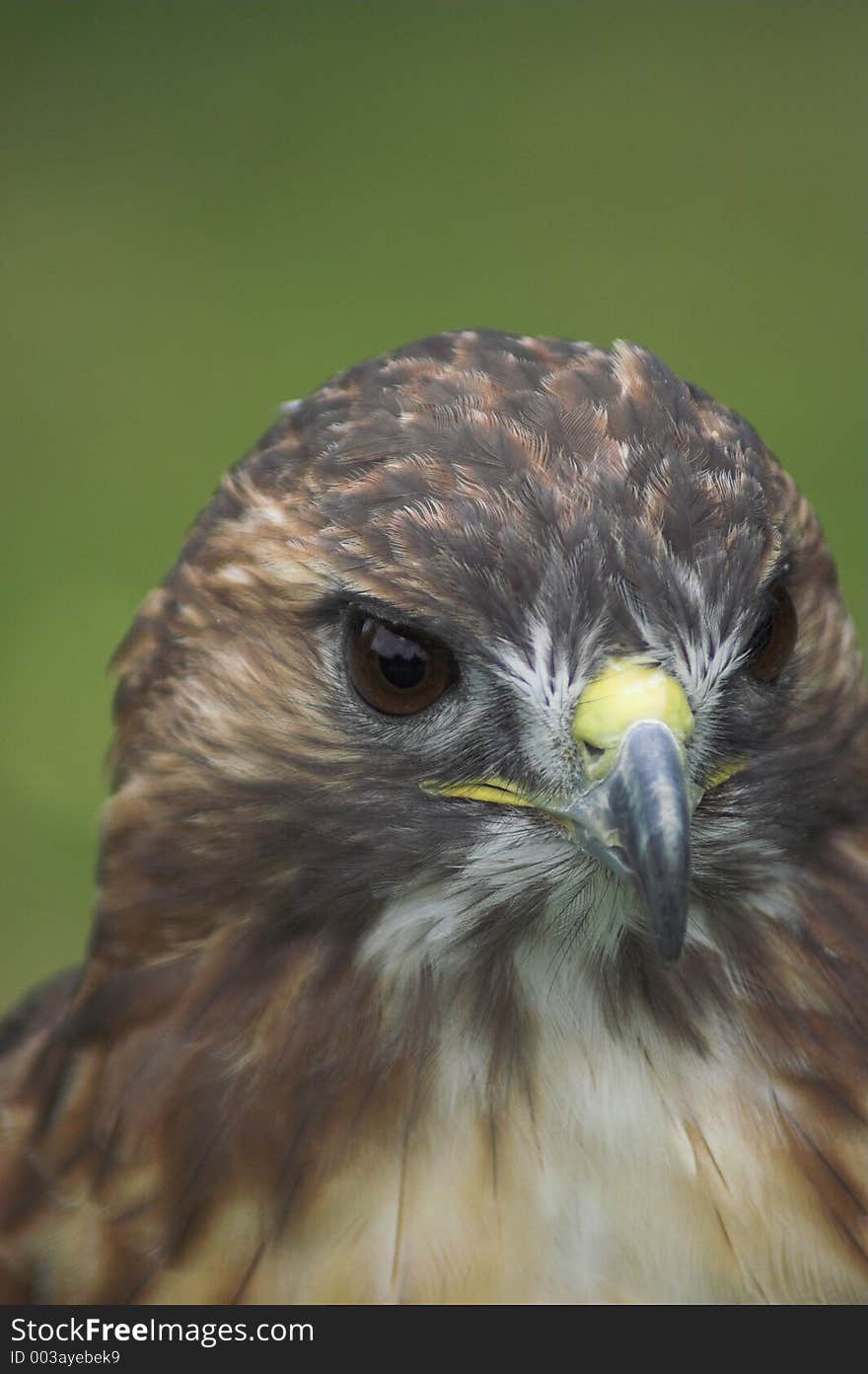 Red Tailed Buzzard at the Falconry Centre at the Dartmoor Wildlife Park