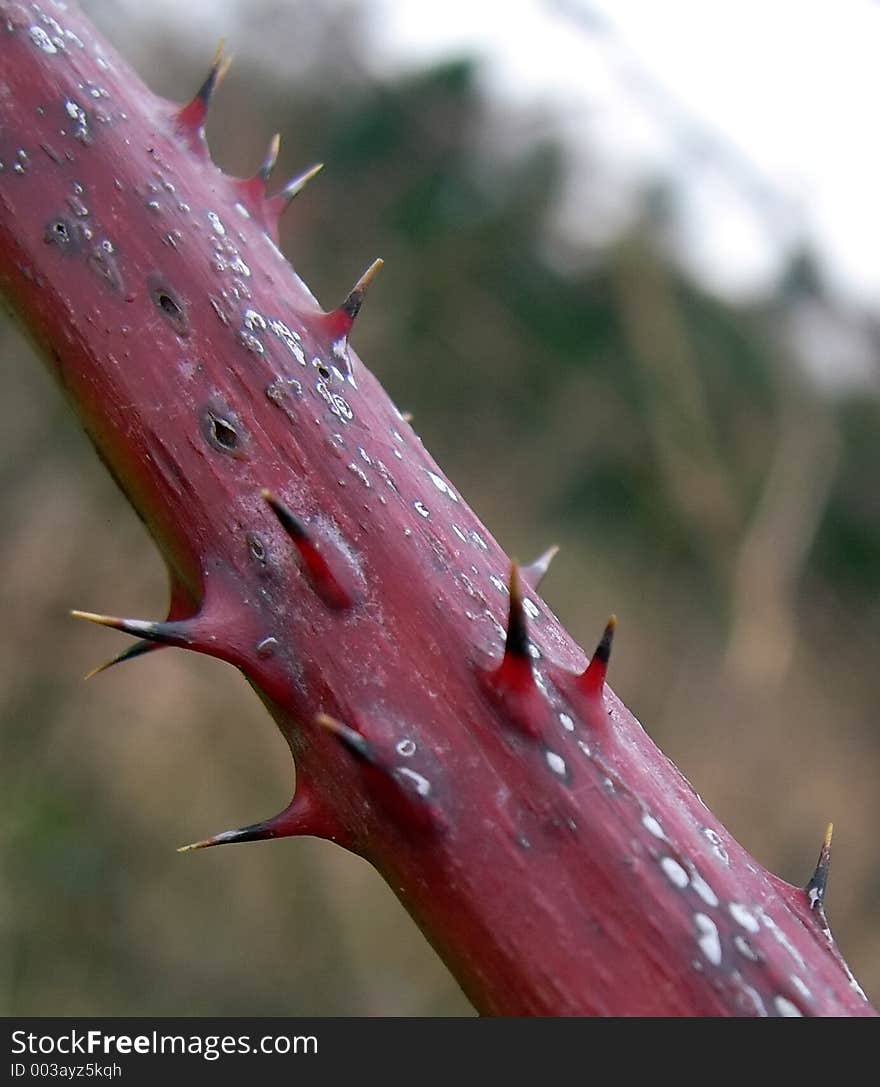 Macro of a thorny twig. Macro of a thorny twig