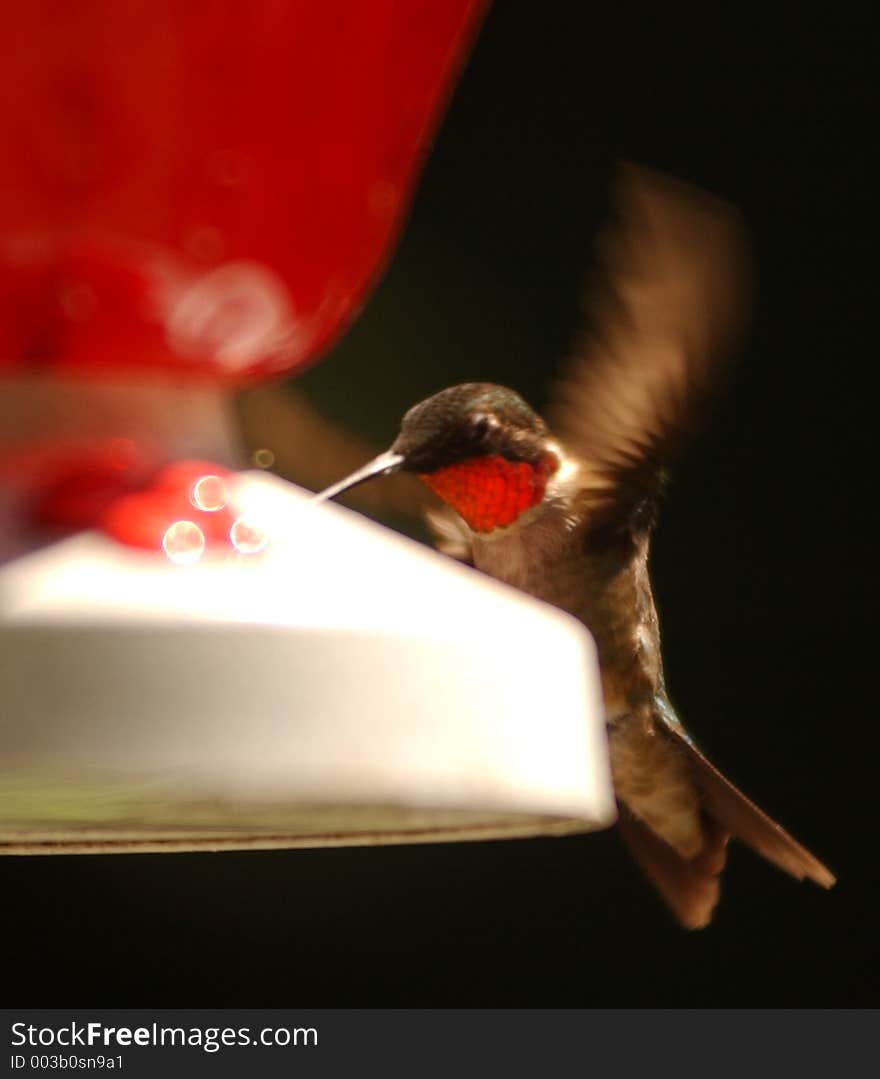 Humming bird feeding