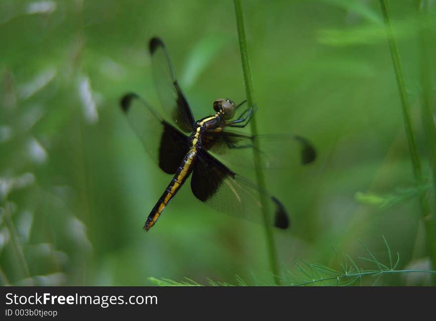 Dragonfly 2