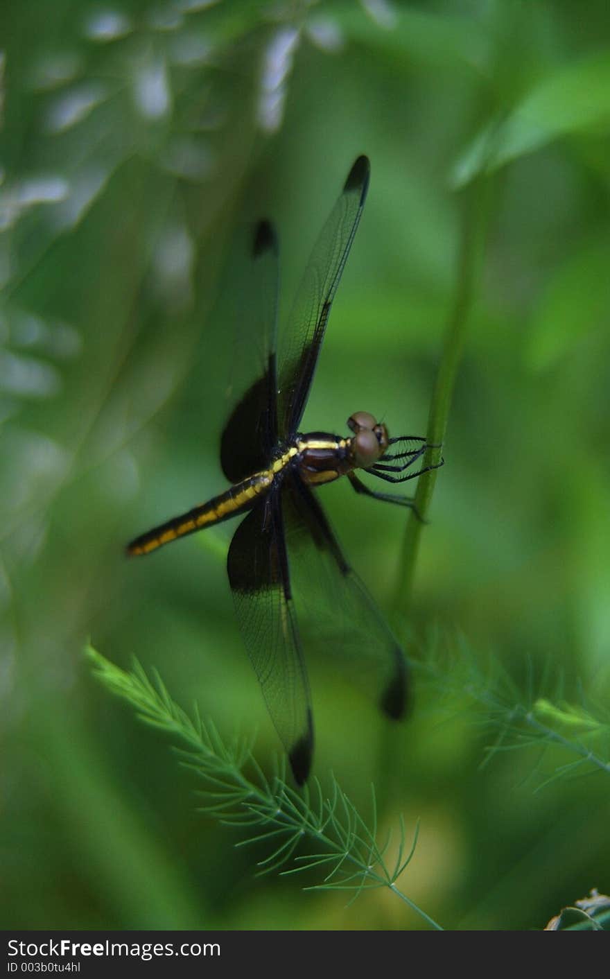 Dragonfly 1