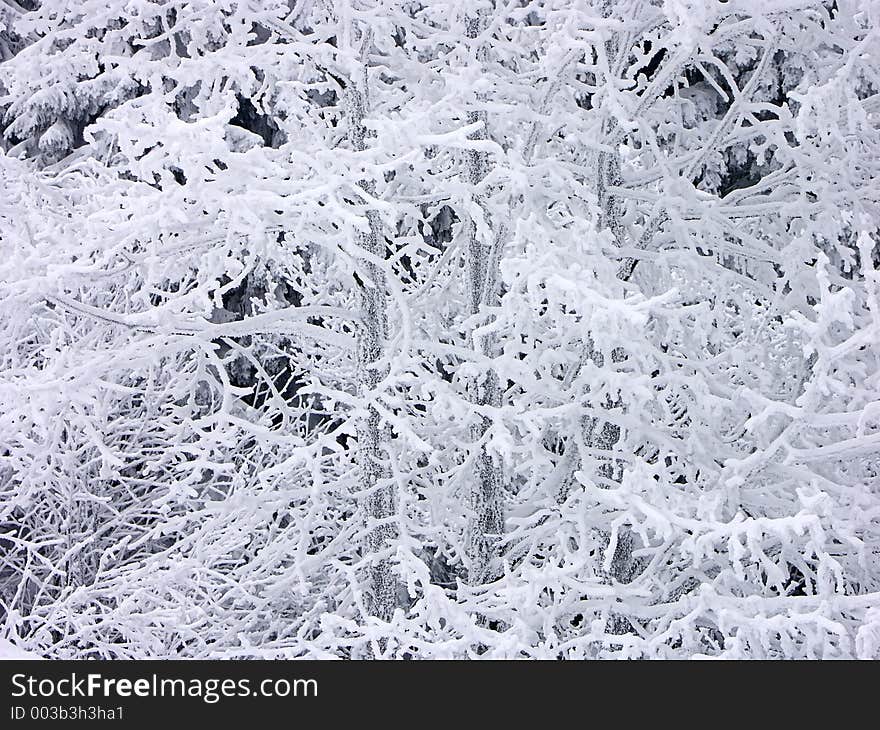 Tree branches covered with snow. Tree branches covered with snow