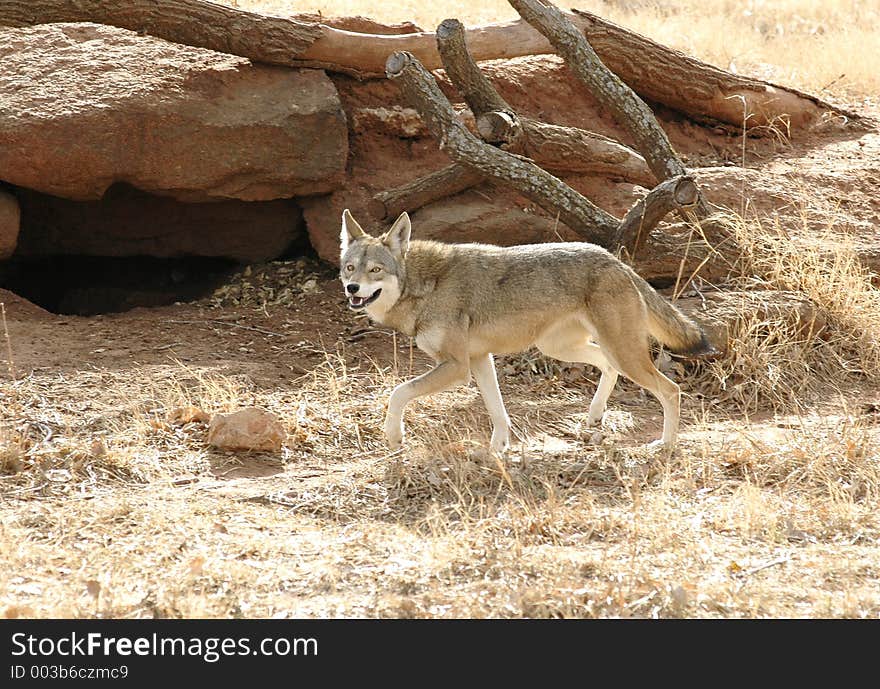 Red Wolf Running