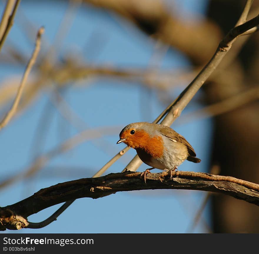 Robin Searching For Foode