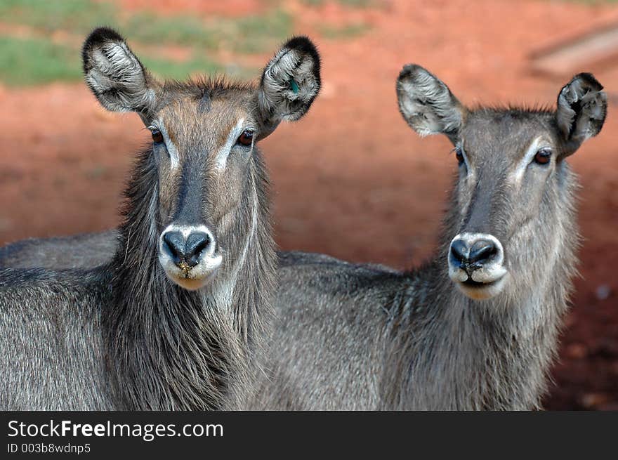 Waterbuck Female Pair.