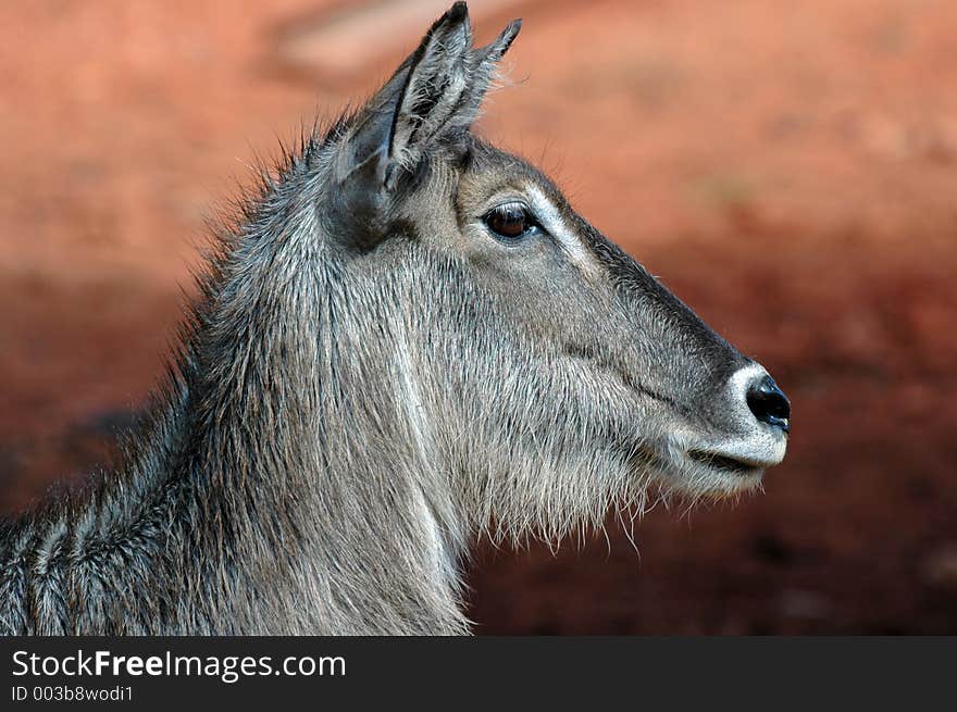 Waterbuck, side view.