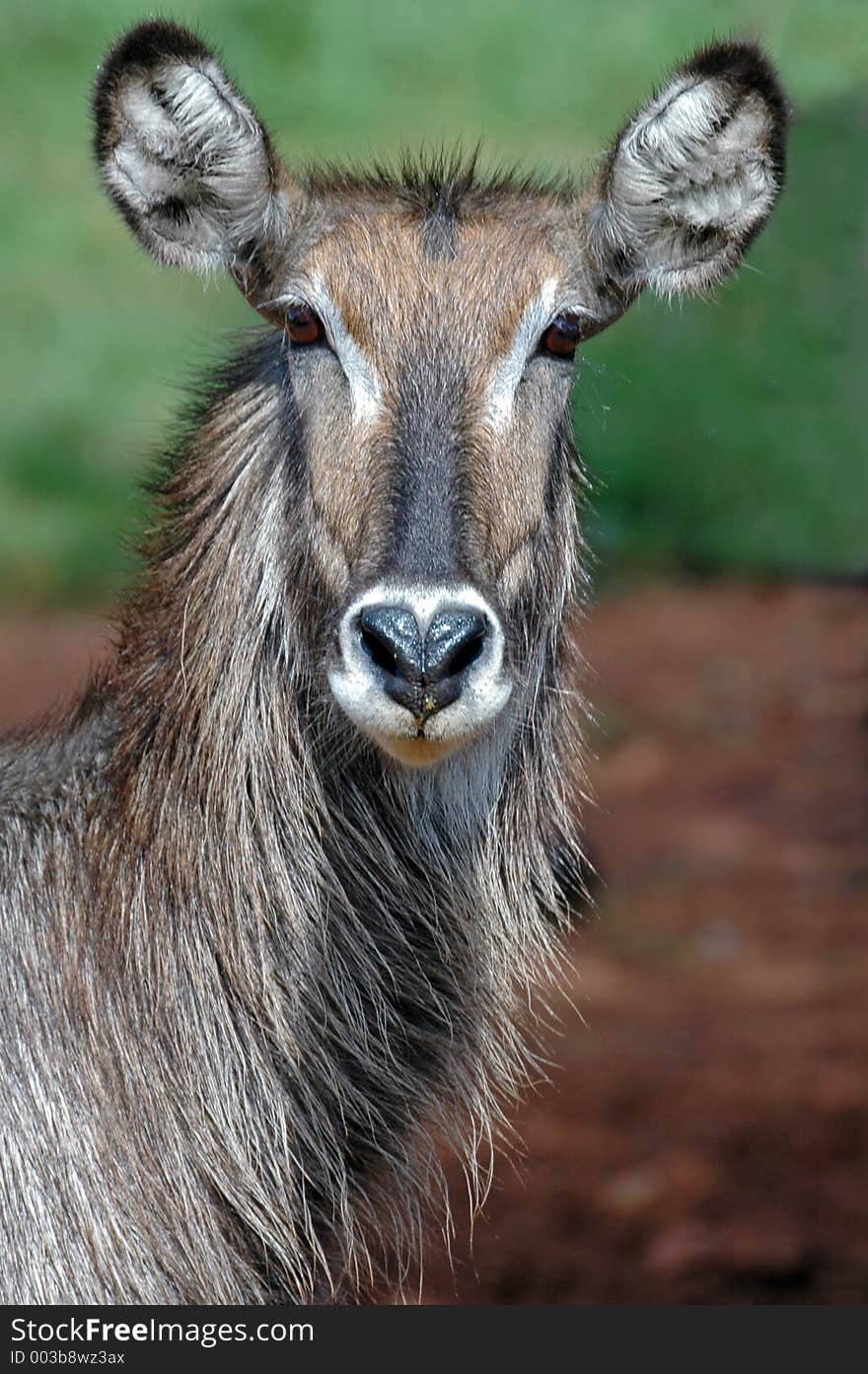 Female Waterbuck.