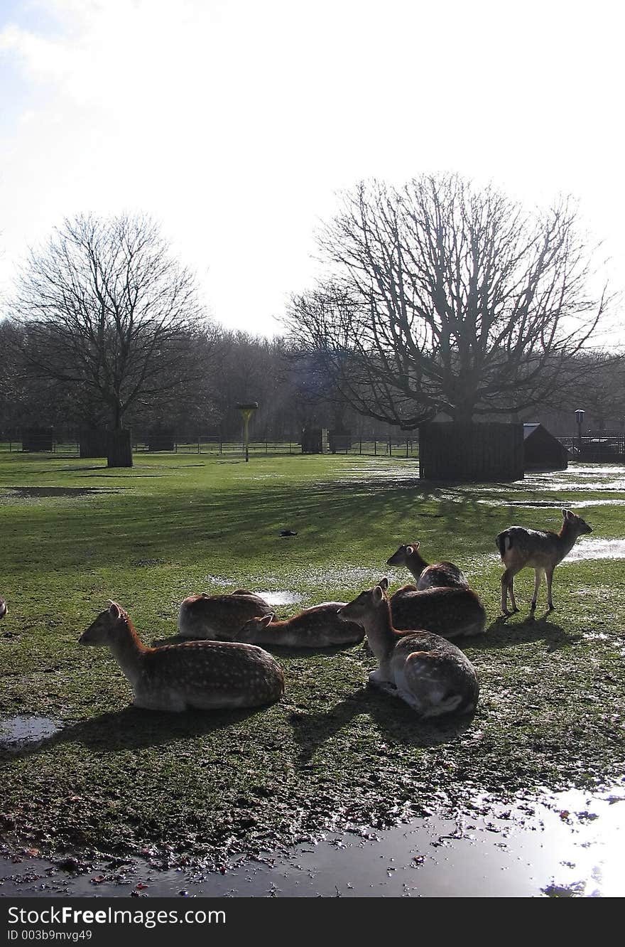 Farm and deer. Farm and deer