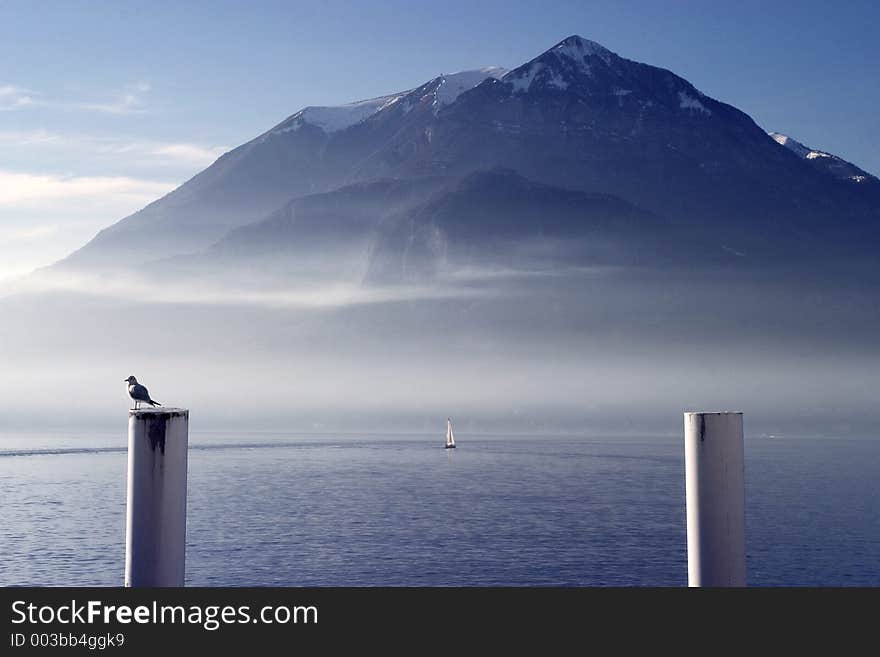 Seagull nearby the lake. Seagull nearby the lake