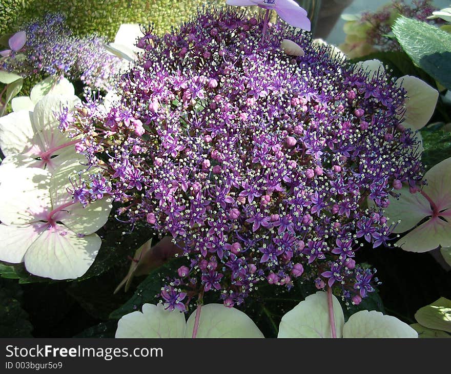 Hydrangea are beautiful, perennial bushes with huge flower heads. These deciduous bushes profusely produce huge, round flower heads in mid-summer. Hydrangea are native to North and South America, Himalayas, and central and eastern Asia.