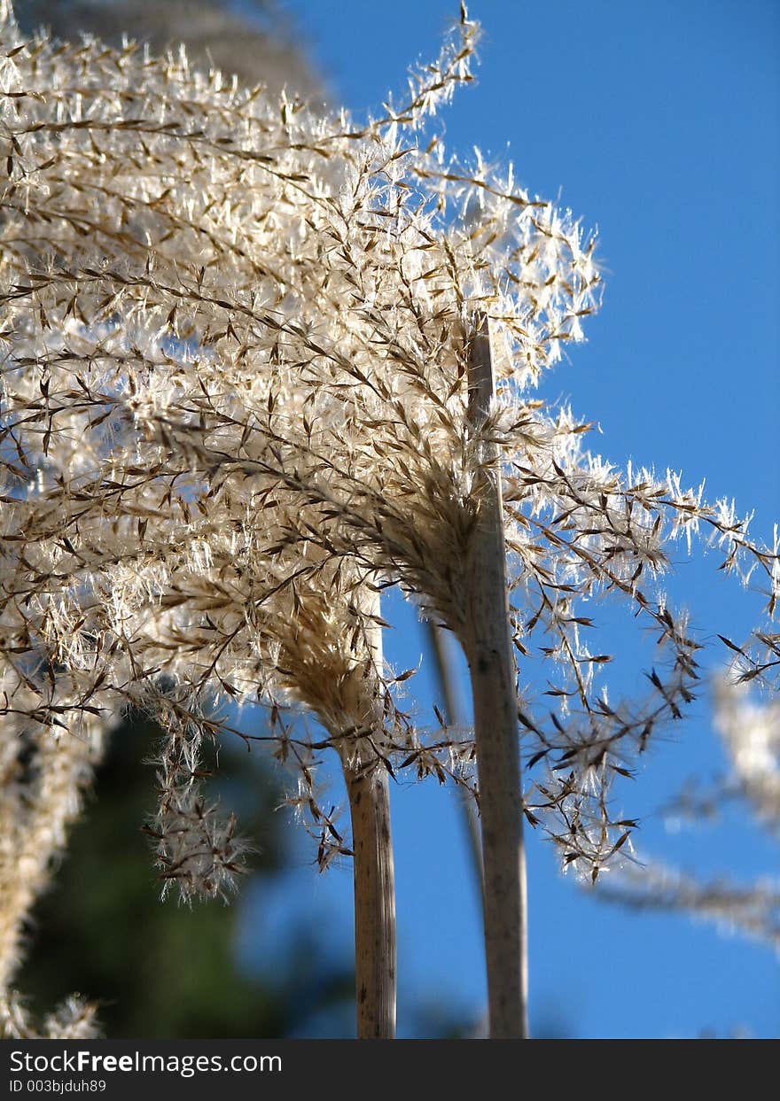 Pampas Grass