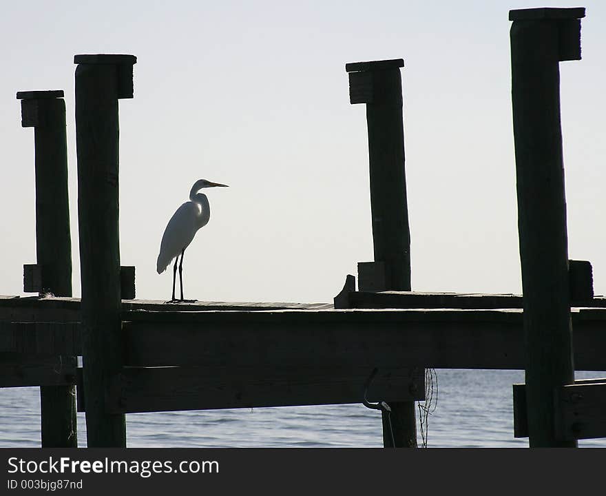 Great Egret On A Dock