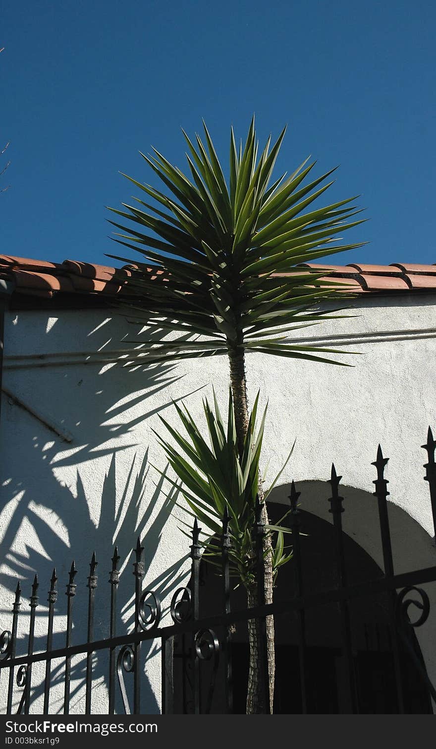 Palm tree and shadows