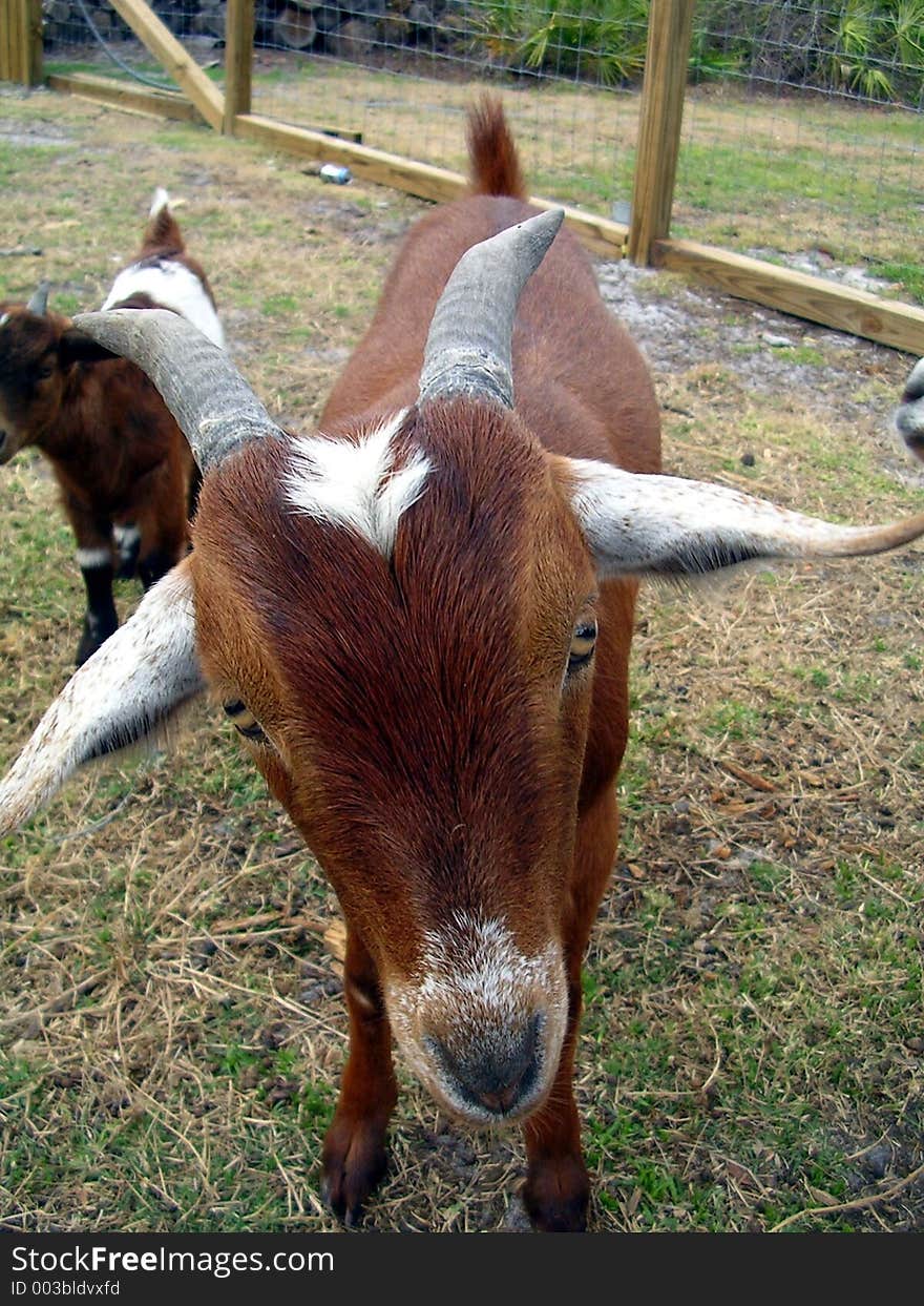 Goat looking confused. Goat looking confused