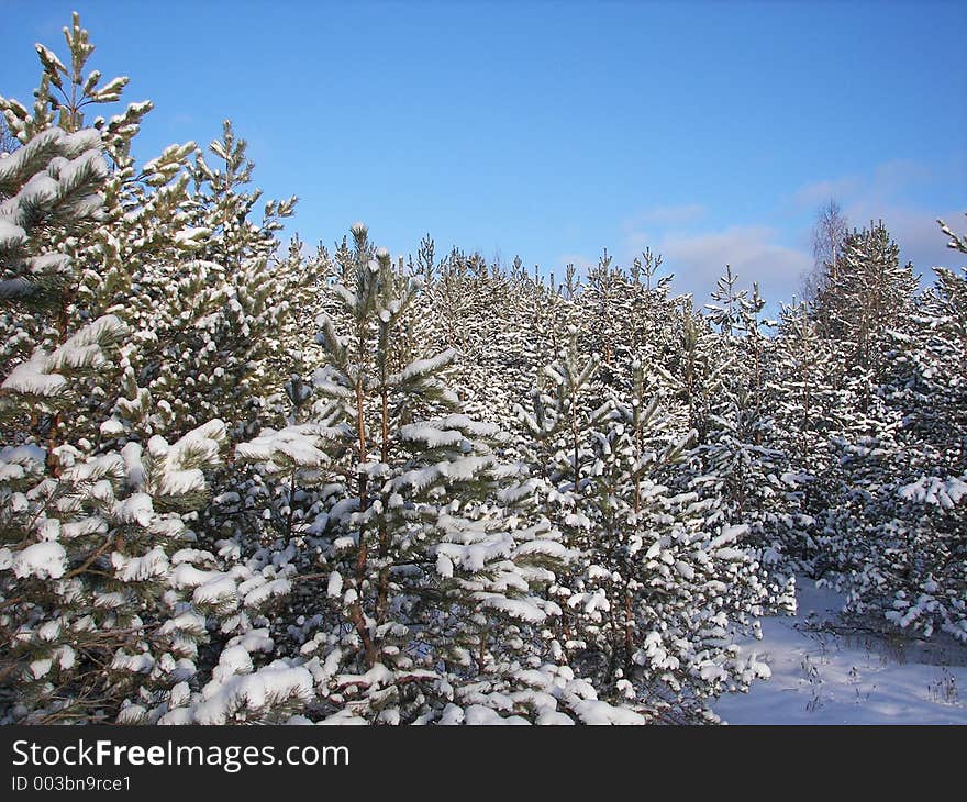 Winter morning in the woods. Winter morning in the woods