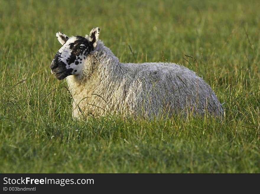 Sheep lying in field. Sheep lying in field