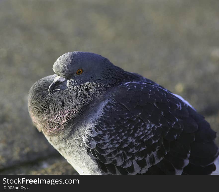 Pigeon With feathers ruffed up to keep warm. Pigeon With feathers ruffed up to keep warm