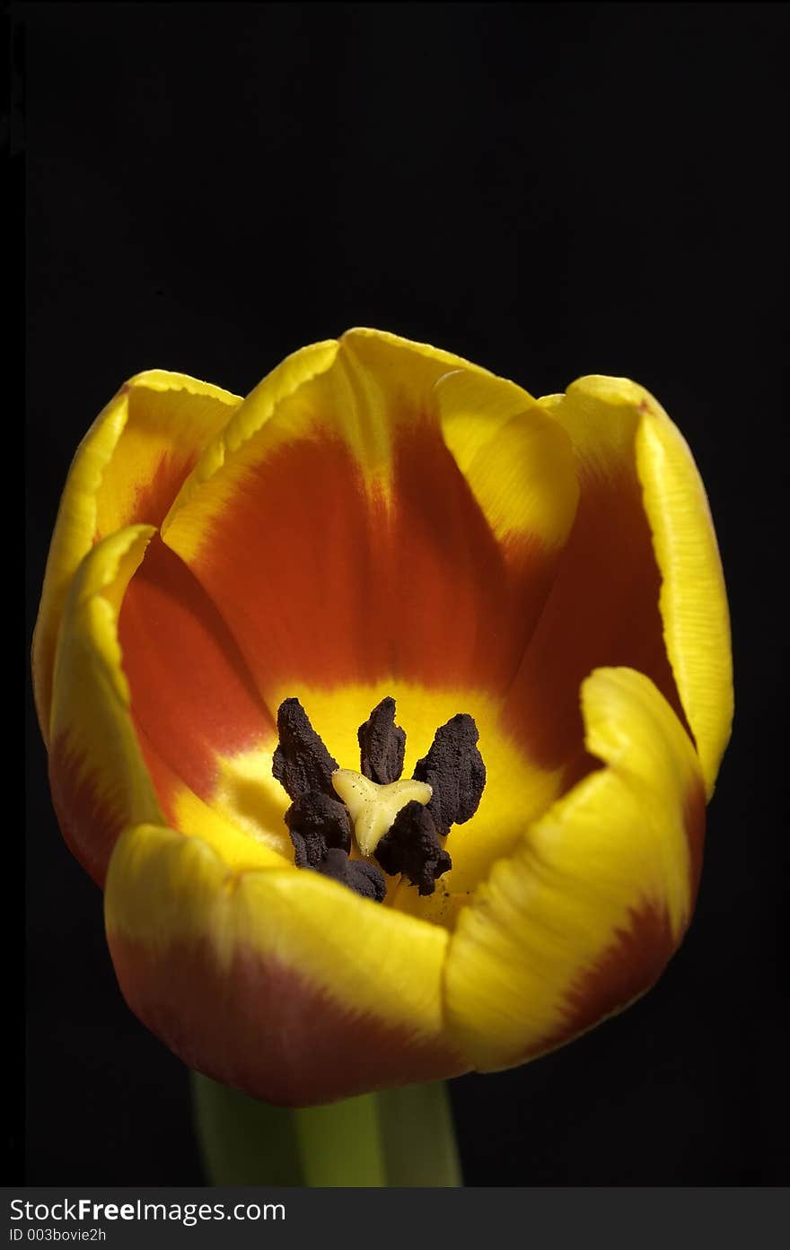 Tulip Macro